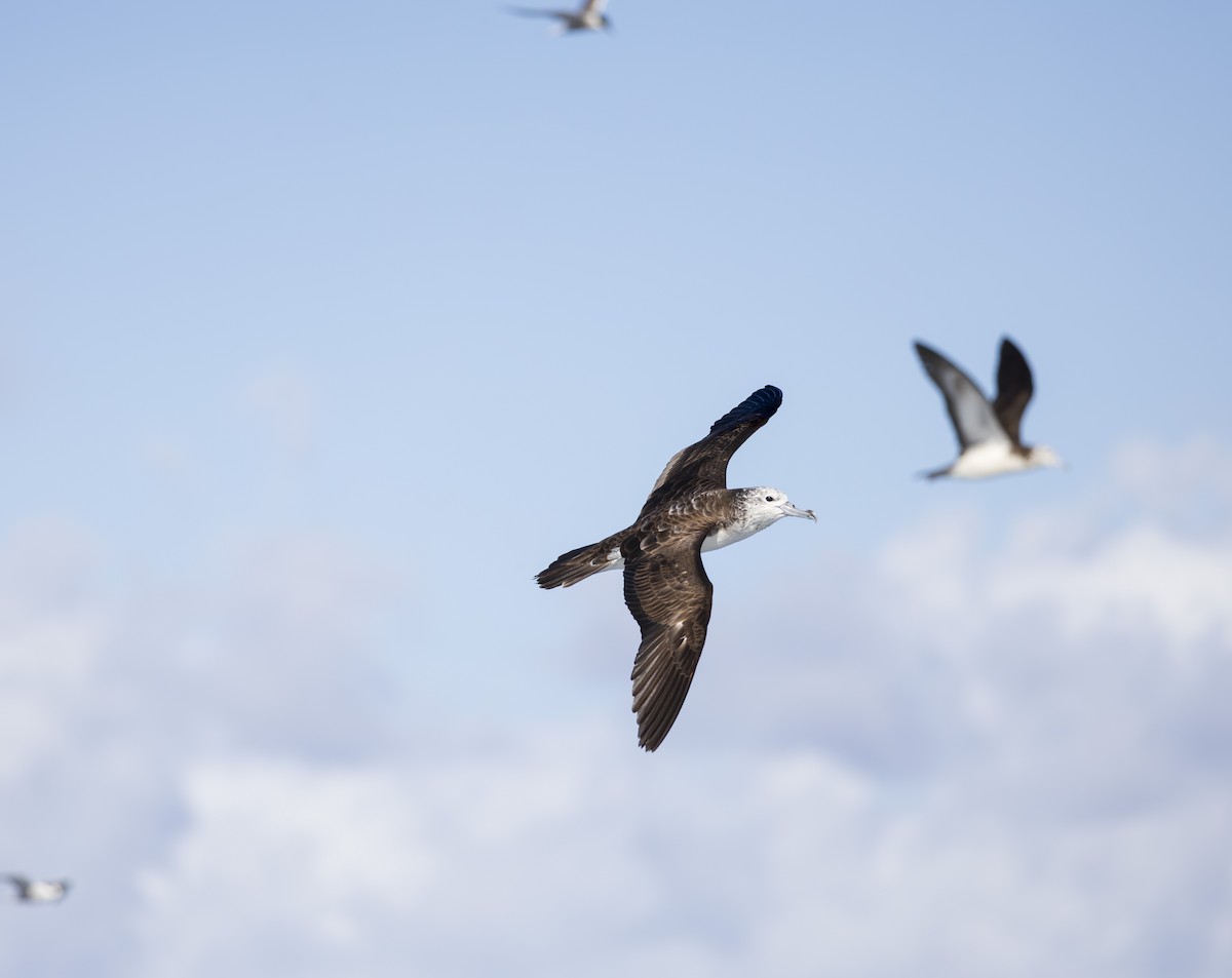Streaked Shearwater - ML643698102