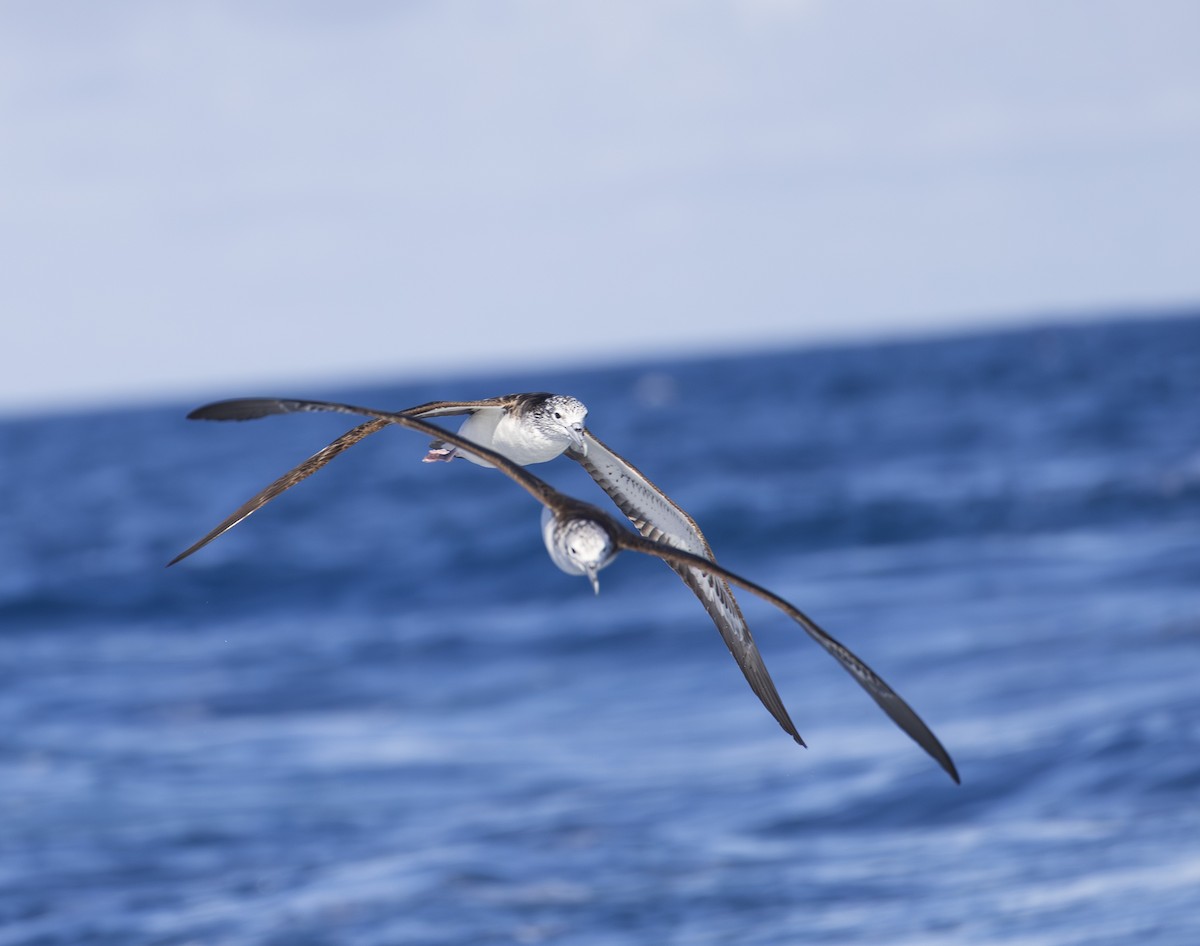 Streaked Shearwater - ML643698103