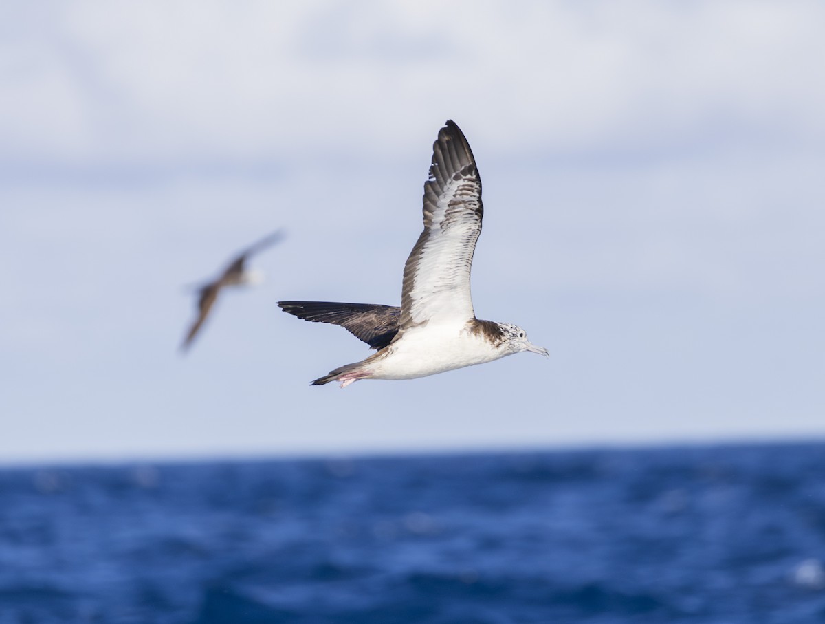 Streaked Shearwater - ML643698104