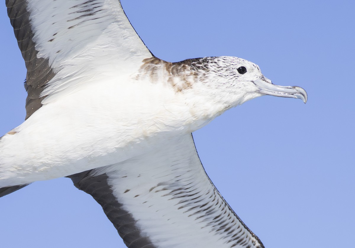 Streaked Shearwater - ML643698105