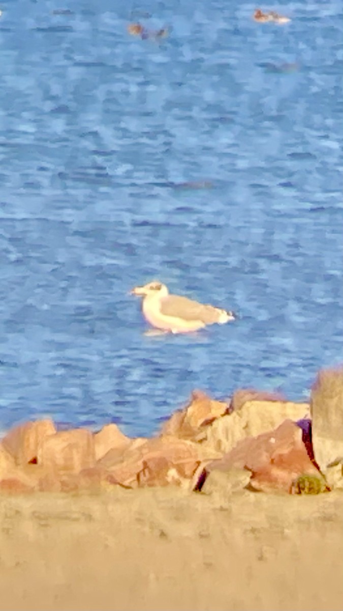 Pallas's Gull - ML643698112