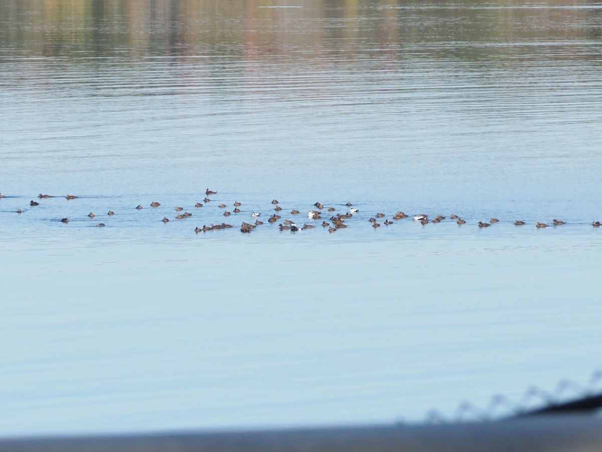 Common Eider (Dresser's) - ML643698116