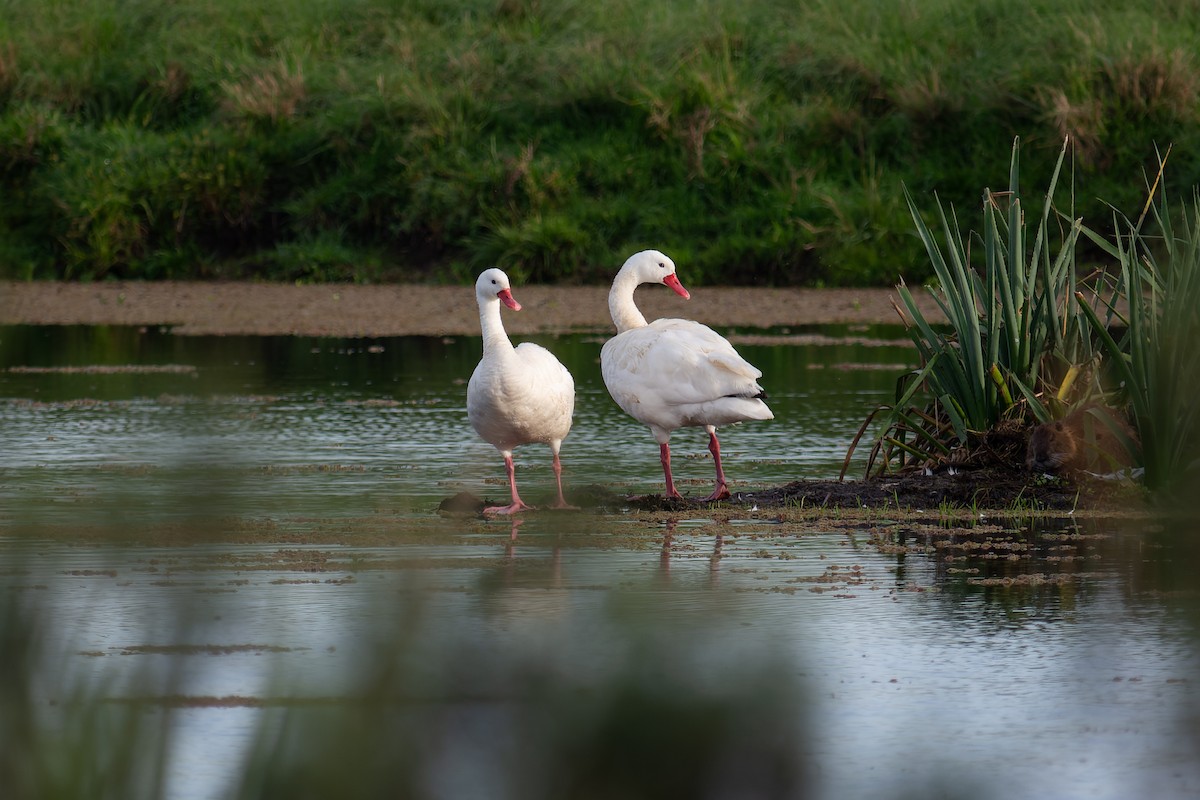 Coscoroba Swan - ML643698122