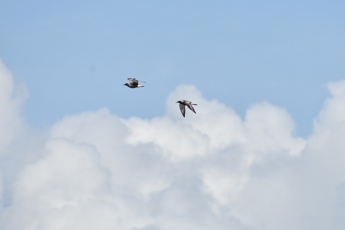 kulík bledý - ML643698135