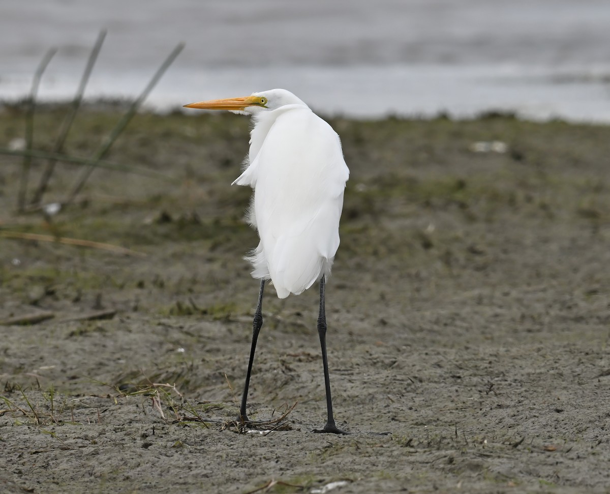 Great Egret - ML643698155
