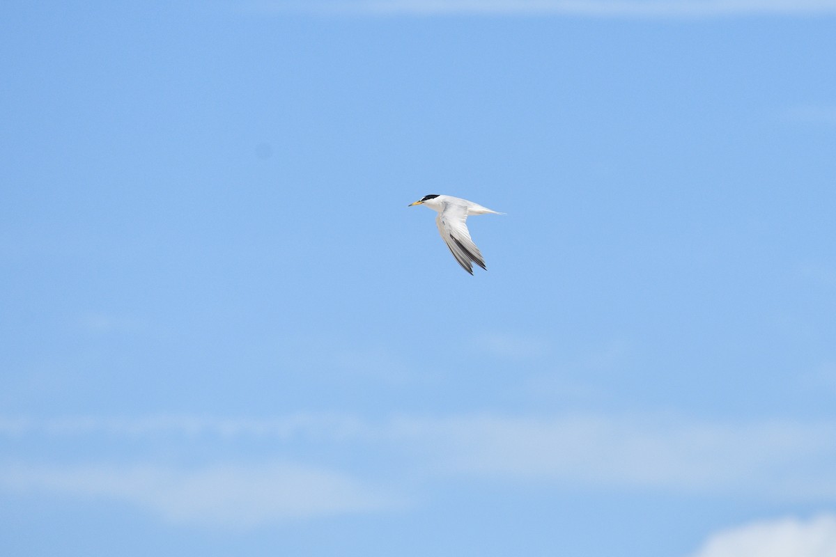Least Tern - ML643698164