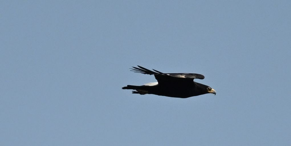Verreaux's Eagle - ML643698179
