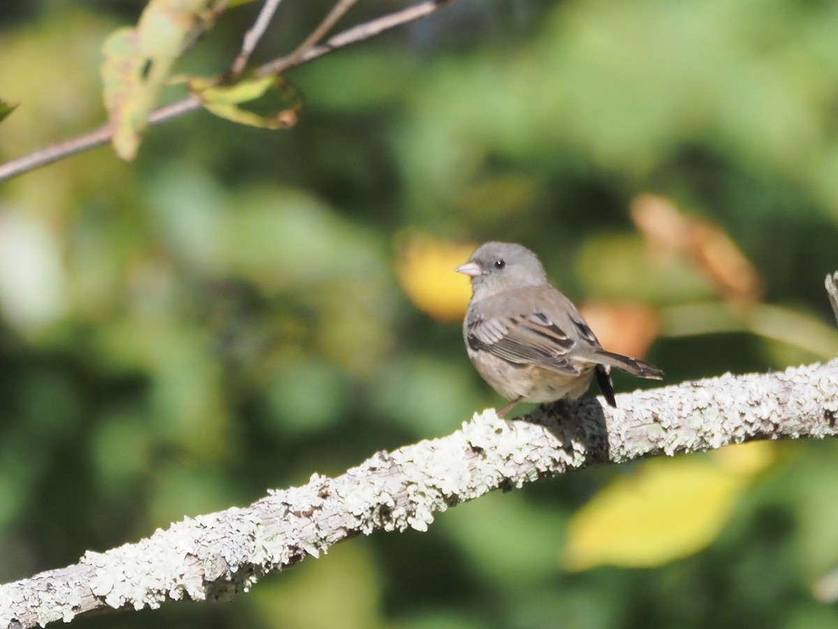 Dark-eyed Junco (Slate-colored) - ML643698196
