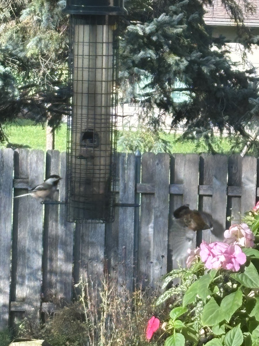 Black-capped Chickadee - ML643698205