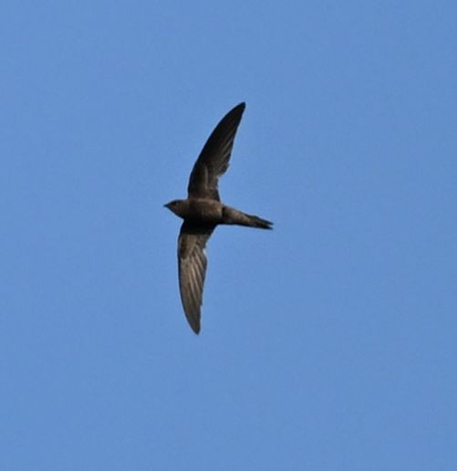 Forbes-Watson's Swift - ML643698207