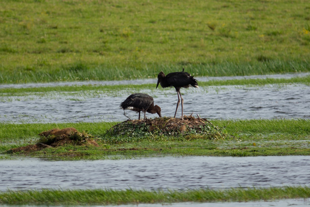 Maguari Stork - ML643698209