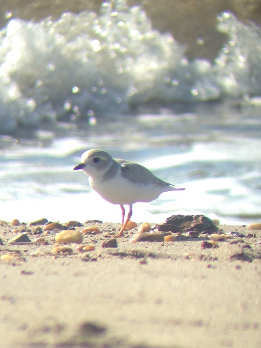 Piping Plover - ML64369821