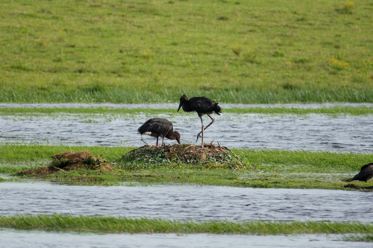Maguari Stork - ML643698210