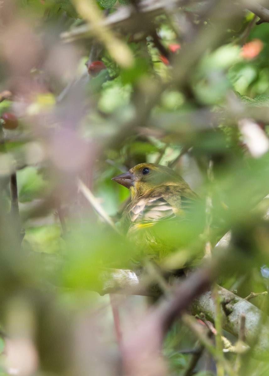 European Greenfinch - ML643698217
