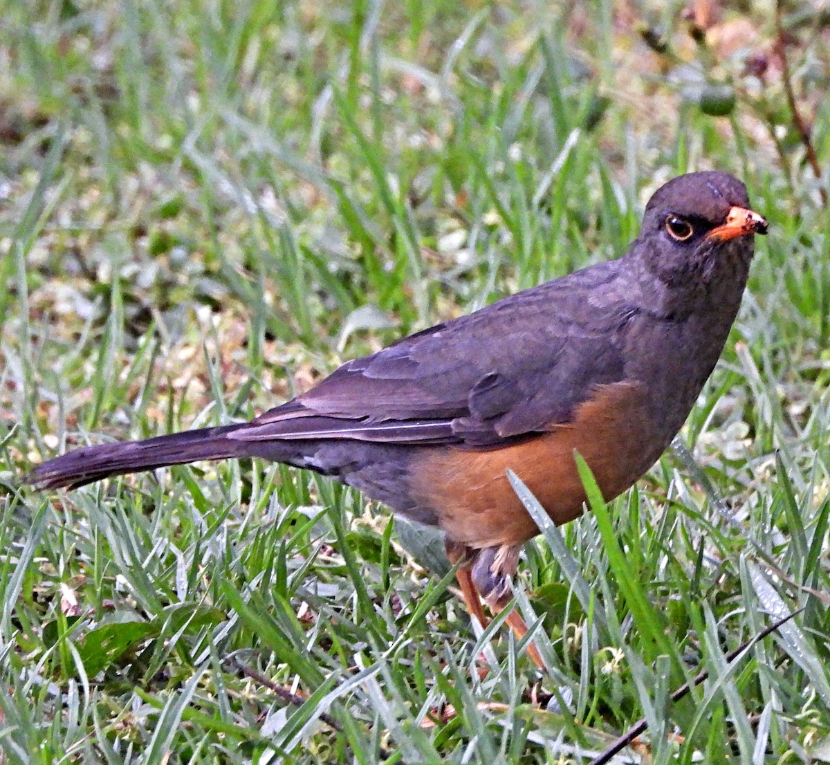 Abyssinian Thrush - ML643698228