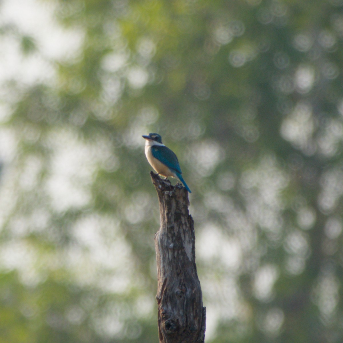 Sacred Kingfisher - ML643698234