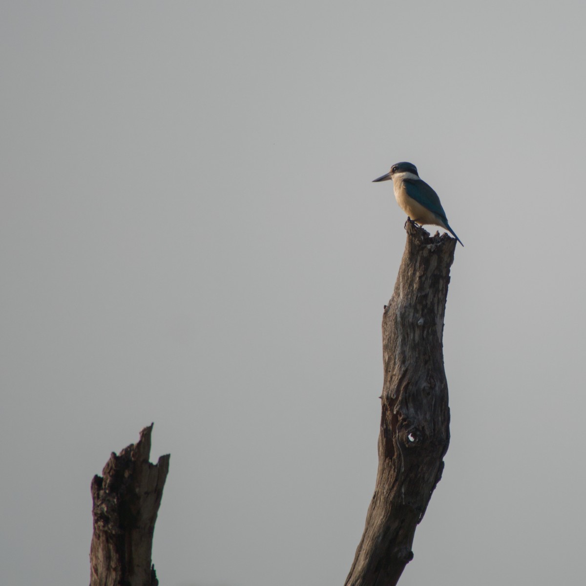 Sacred Kingfisher - ML643698235