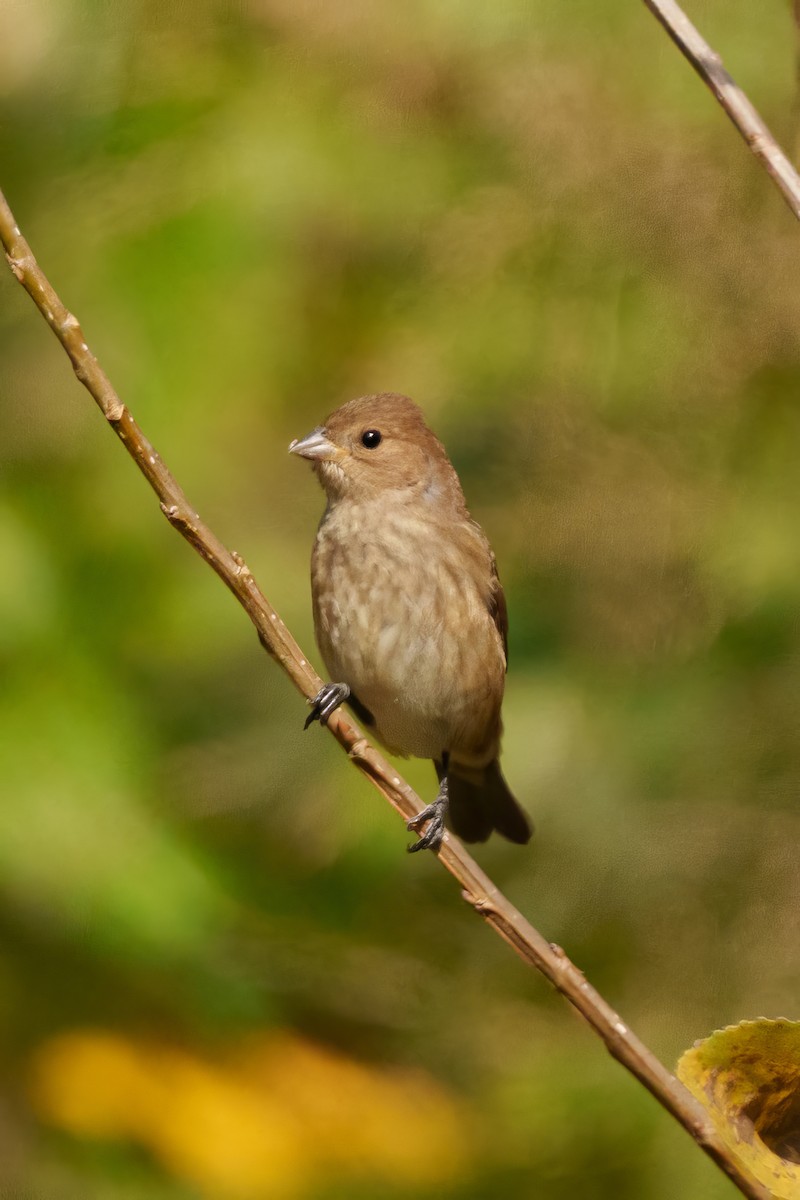 Passerin indigo - ML643698238