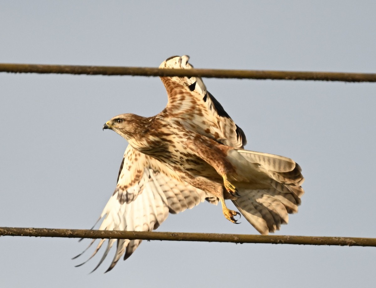 Common Buzzard (Steppe) - ML643698242