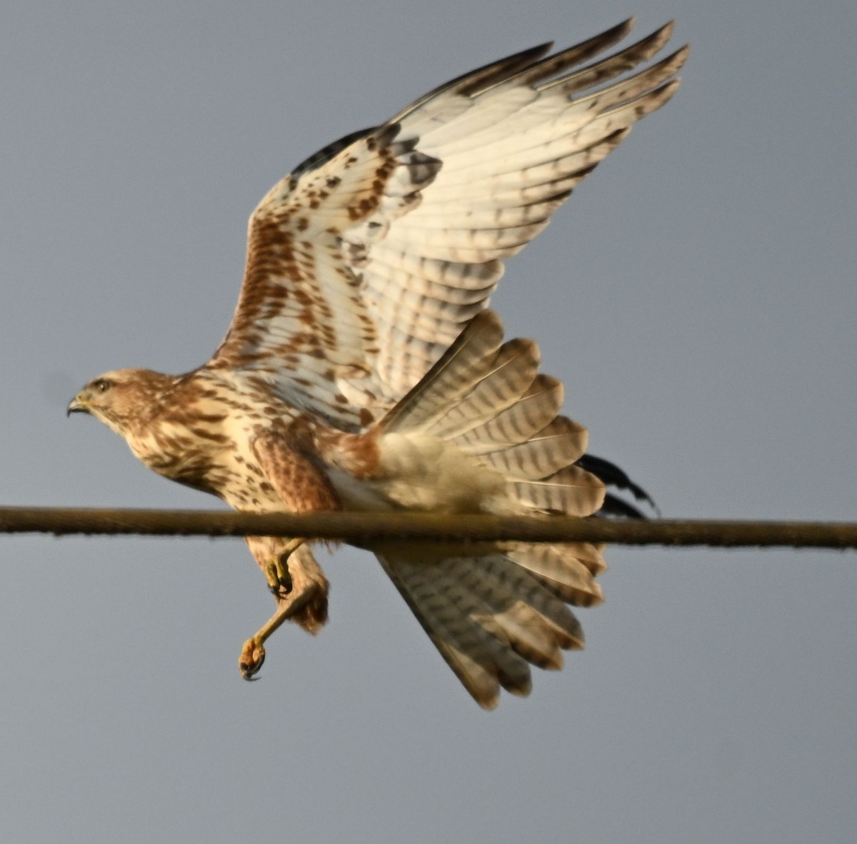 Common Buzzard (Steppe) - ML643698243