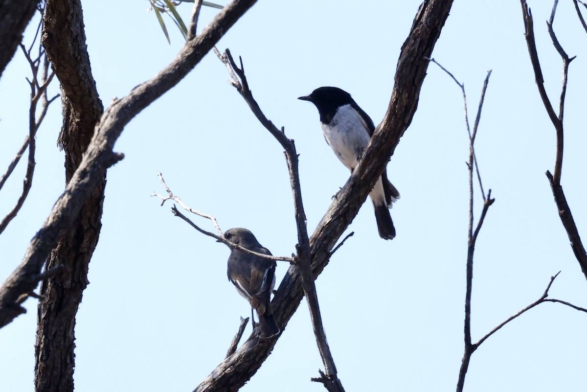 Hooded Robin - ML643698245