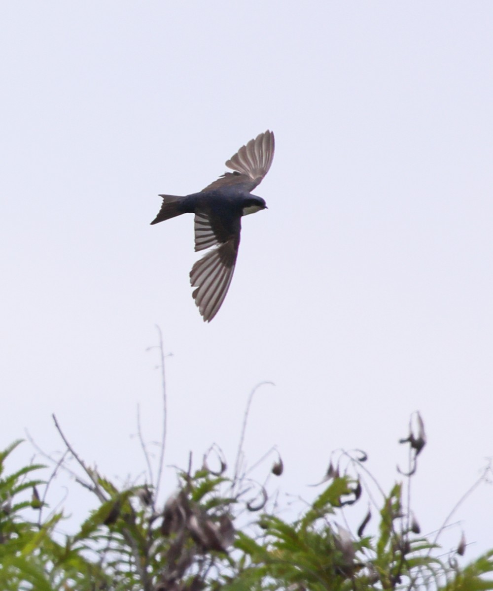 Blue-and-white Swallow - ML643698246