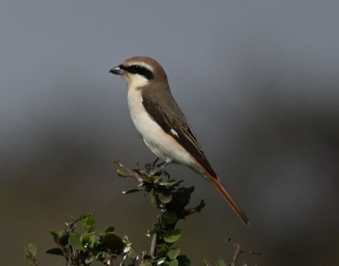 Red-tailed Shrike - ML643698248