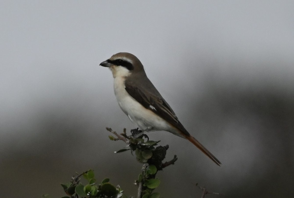 Red-tailed Shrike - ML643698249