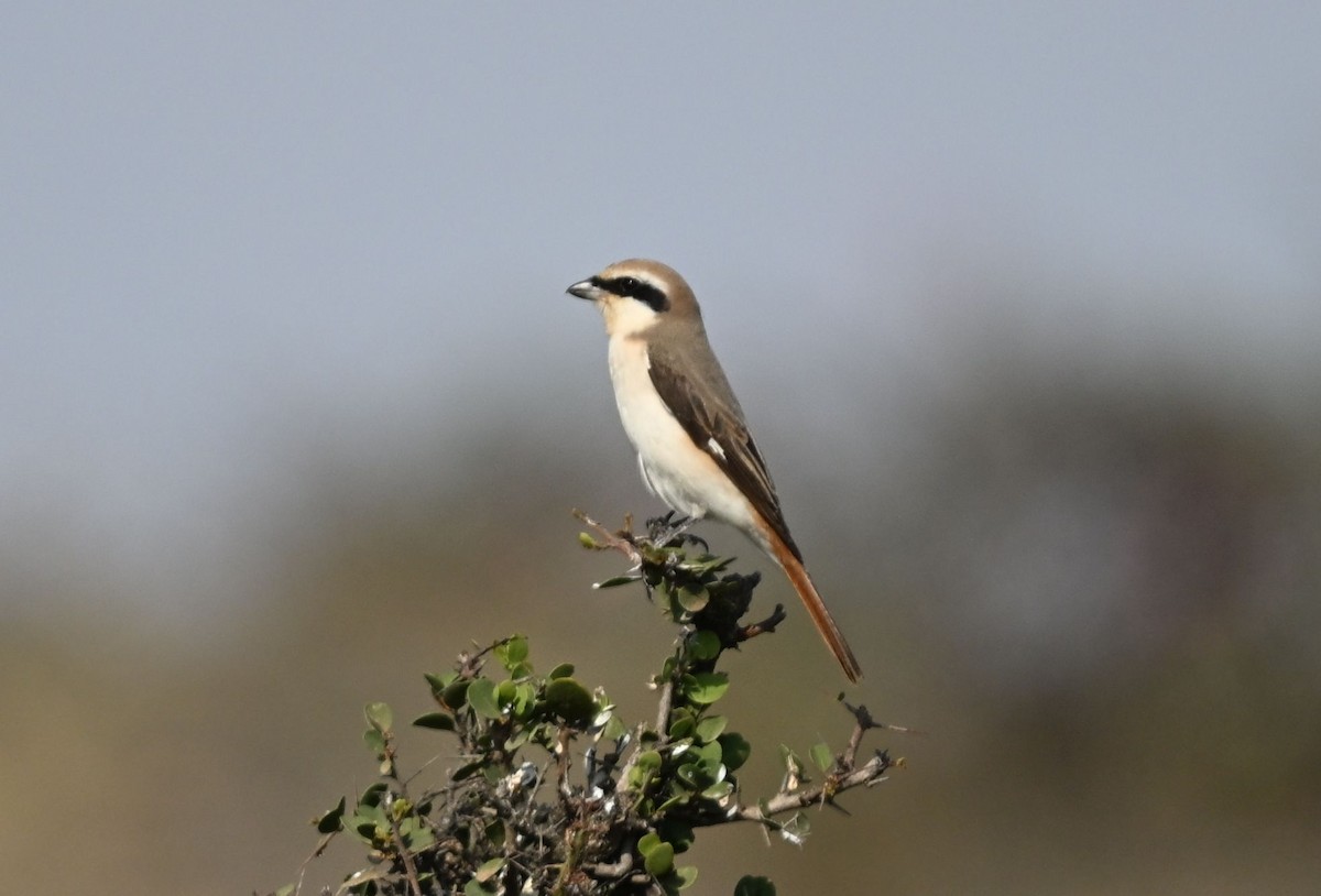 Red-tailed Shrike - ML643698250