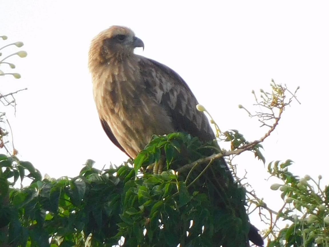 Сохор элээ - ML643698257