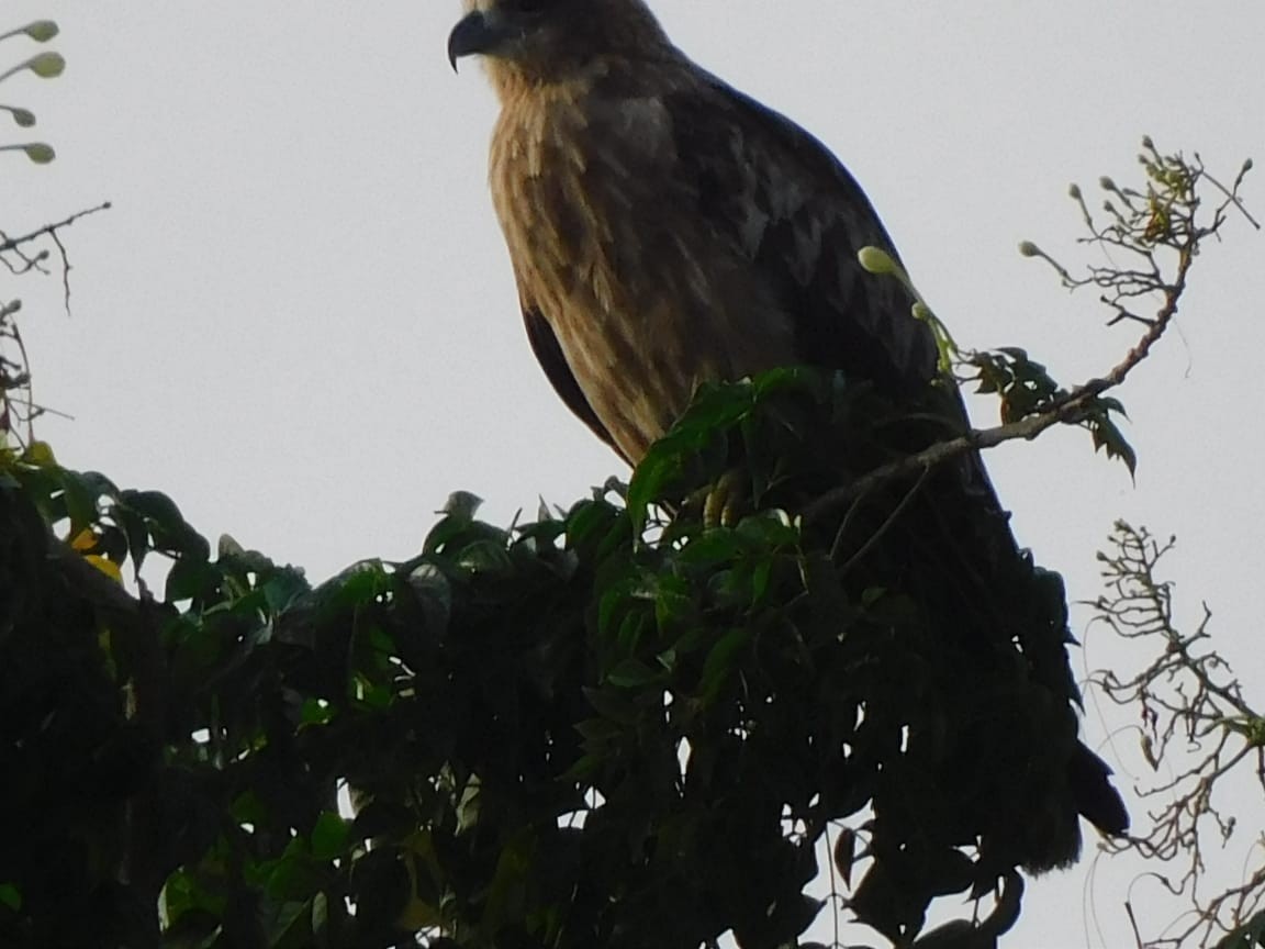 Сохор элээ - ML643698259