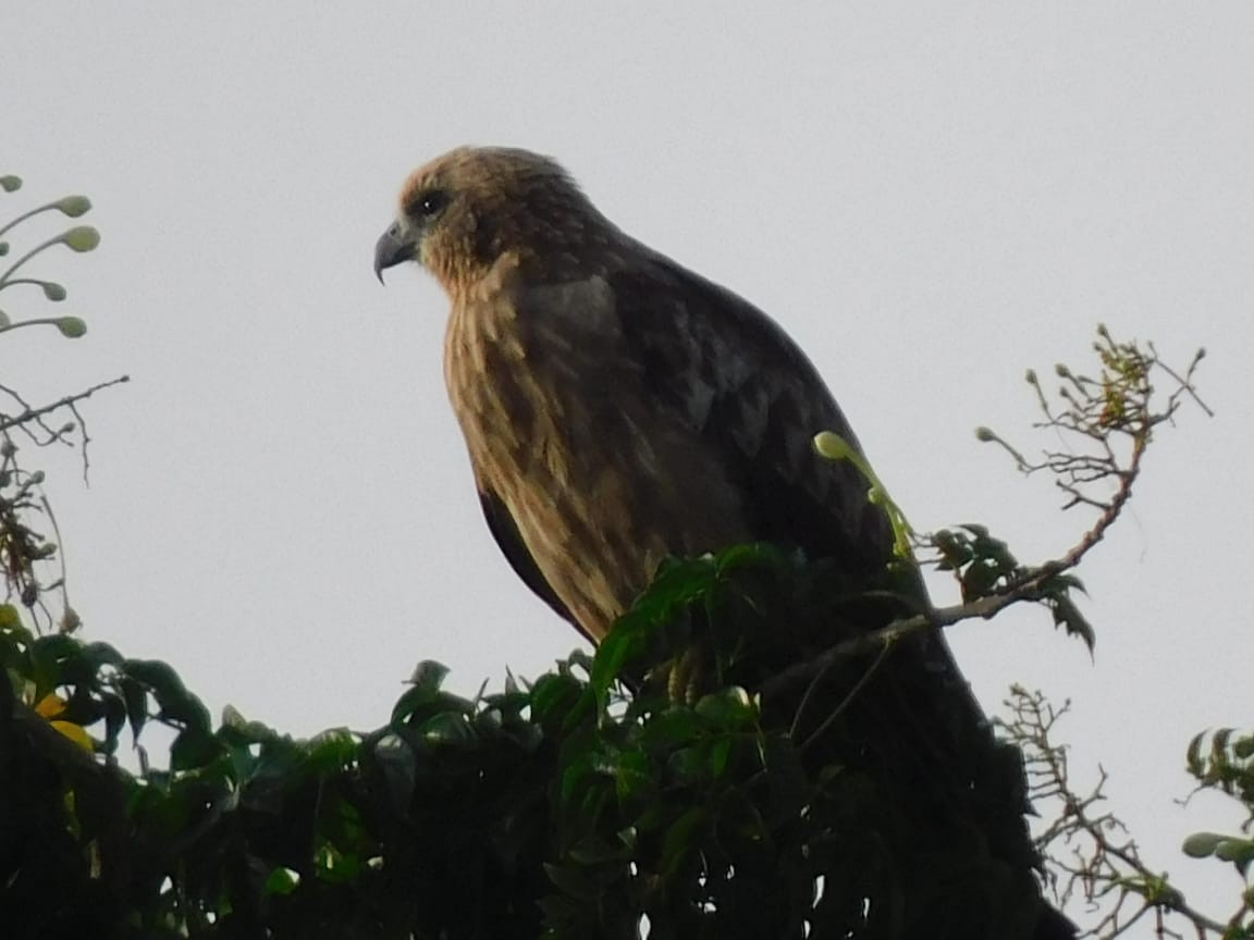 Сохор элээ - ML643698261