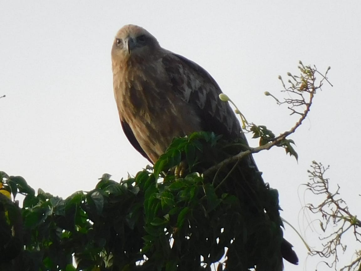 Сохор элээ - ML643698262