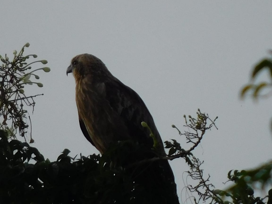 Сохор элээ - ML643698263