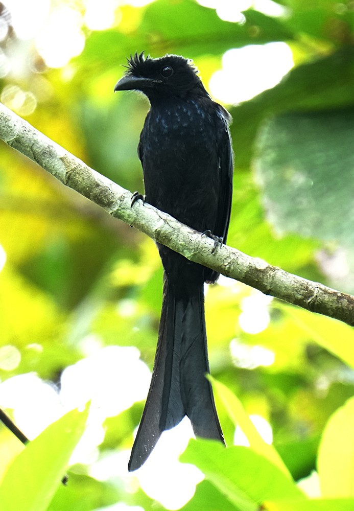 Sri Lanka Drongo - ML643698267