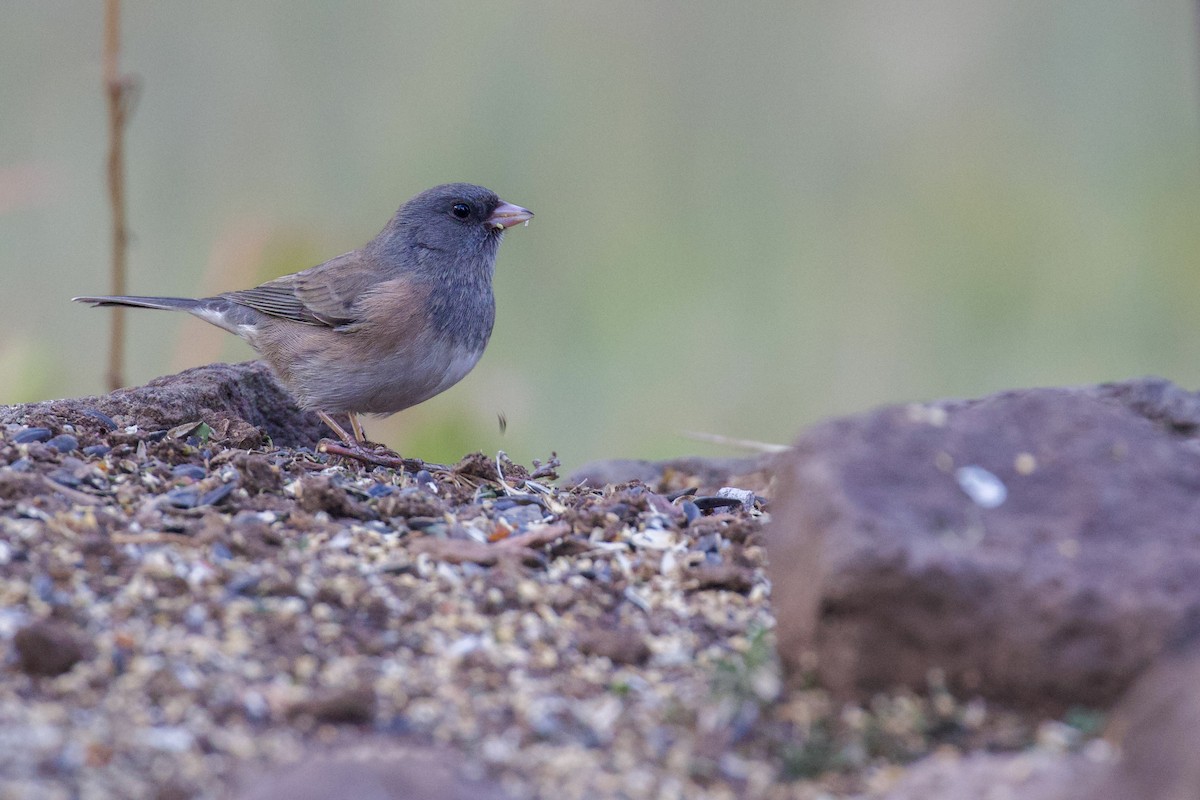 Dark-eyed Junco (Slate-colored) - ML643698278