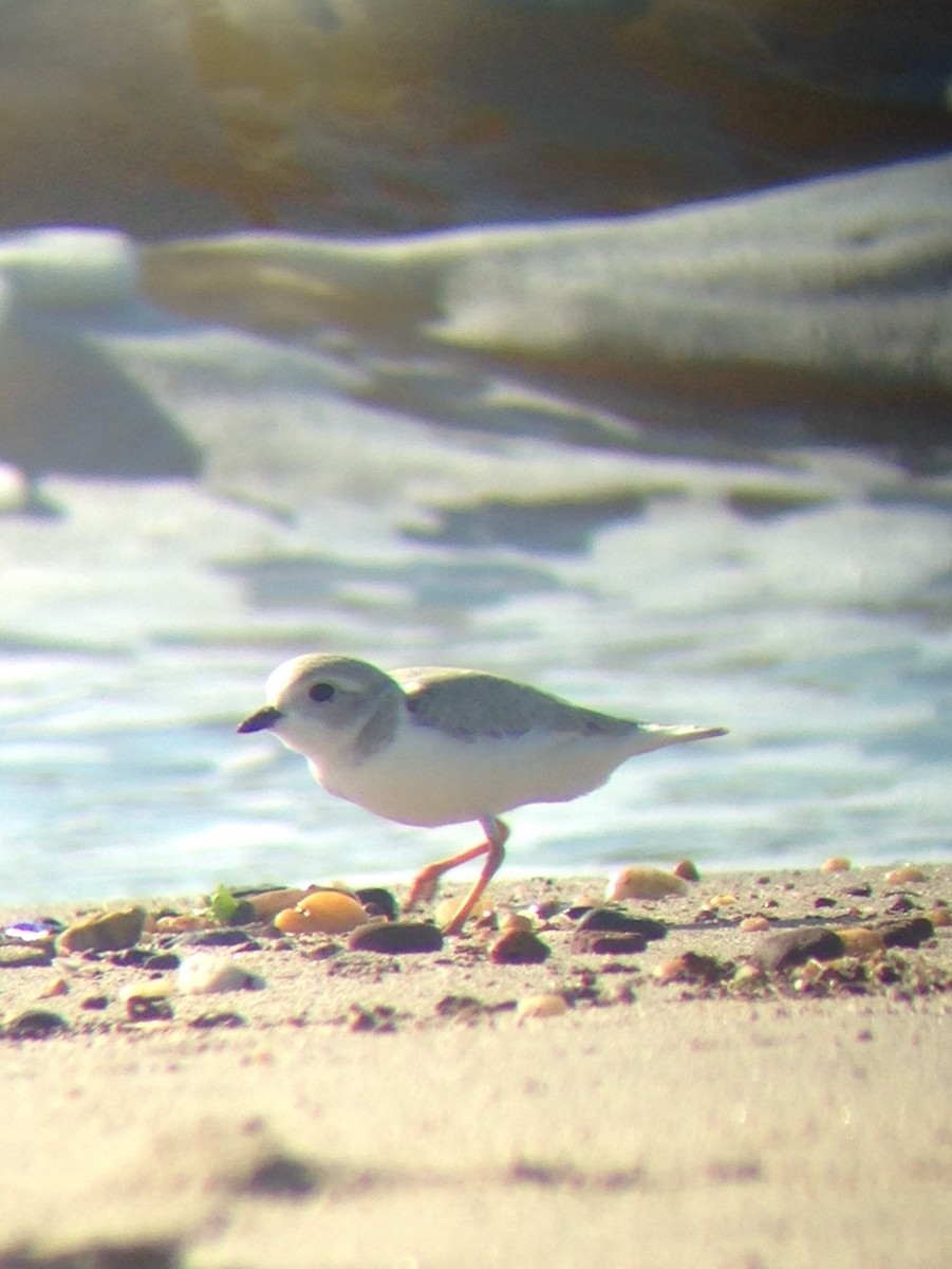 Piping Plover - ML64369831