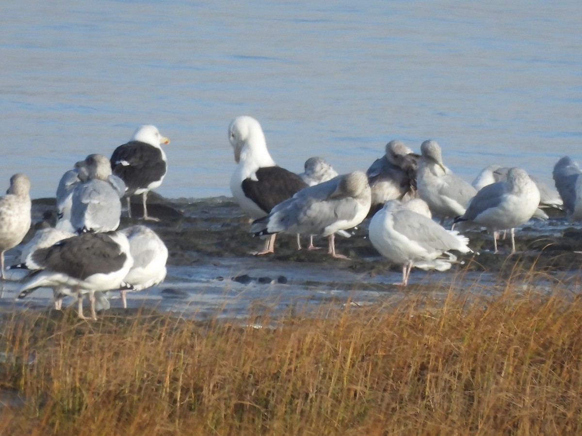 Great Black-backed Gull - ML643698321