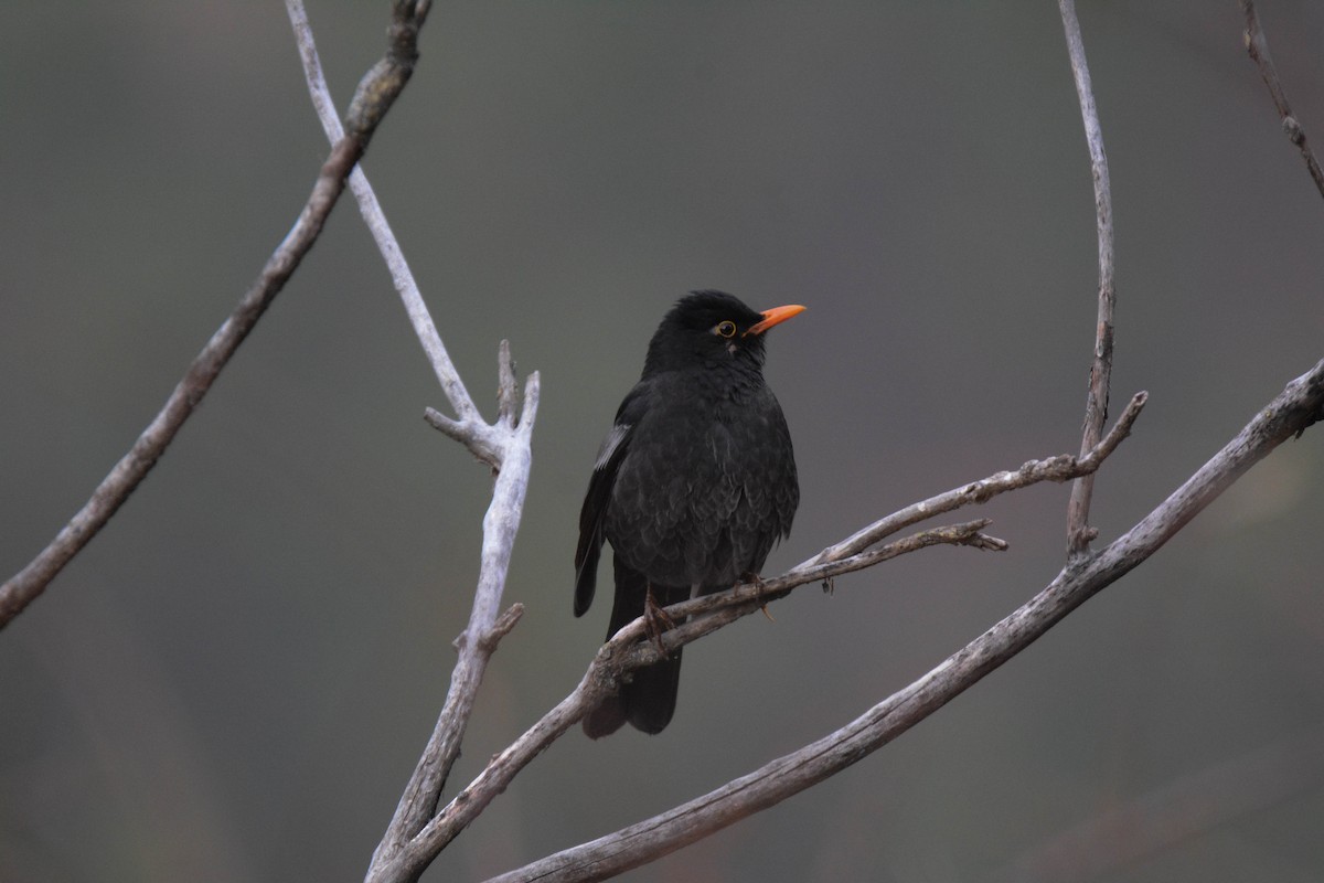 Gray-winged Blackbird - ML643698322