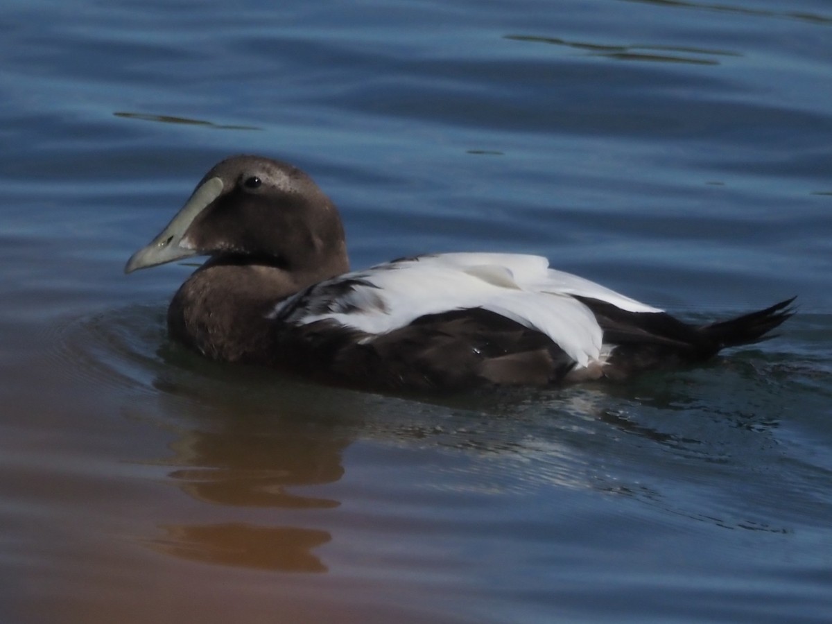 Common Eider (Dresser's) - ML643698326