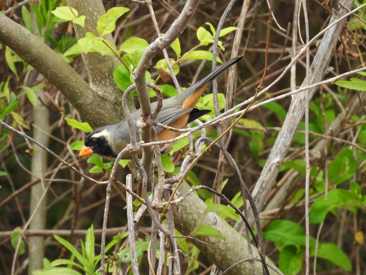 Golden-billed Saltator - ML643698328