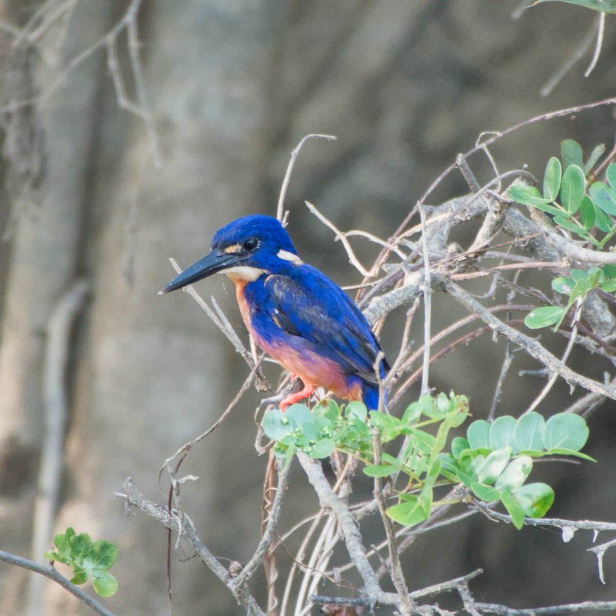 Azure Kingfisher - ML643698337