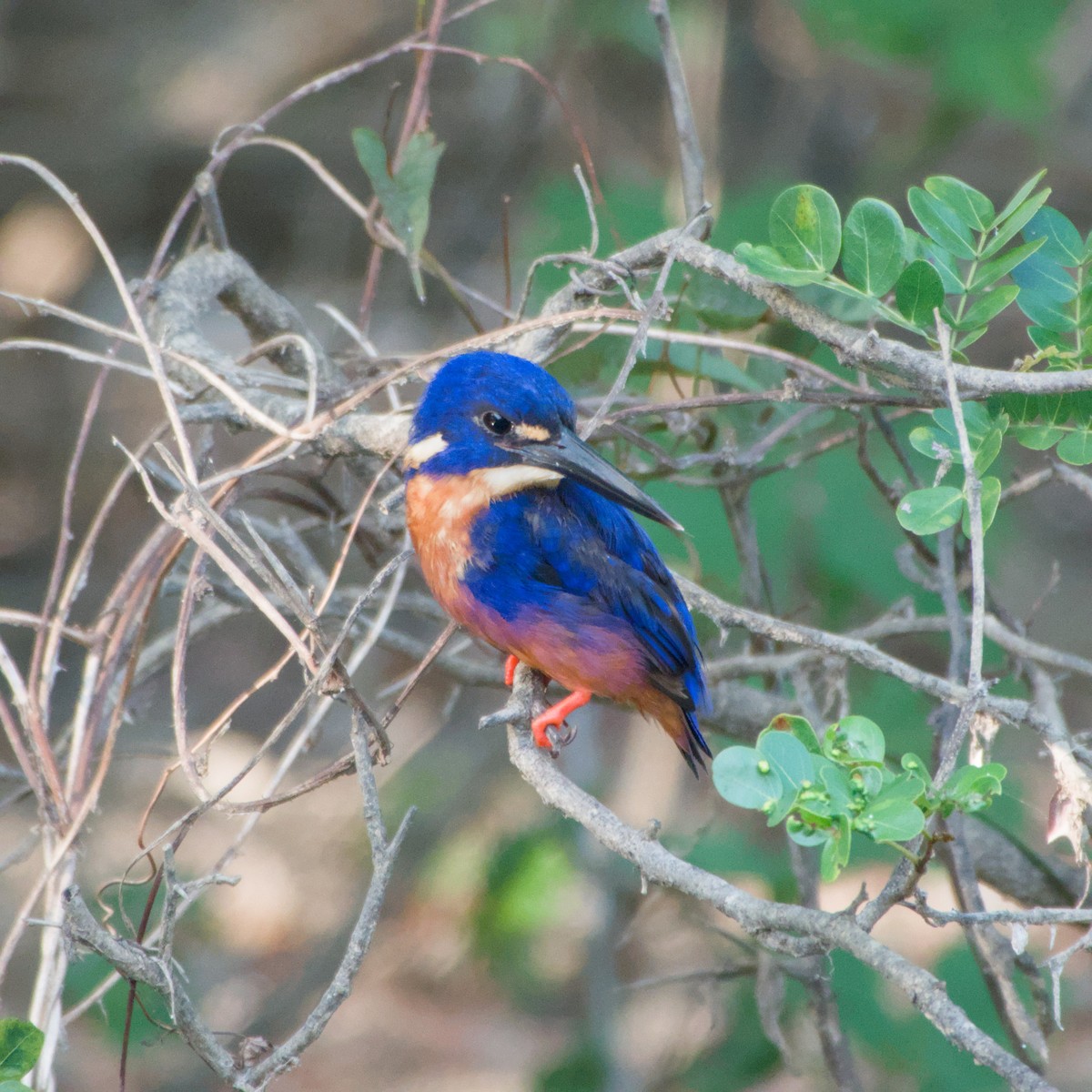 Azure Kingfisher - ML643698338