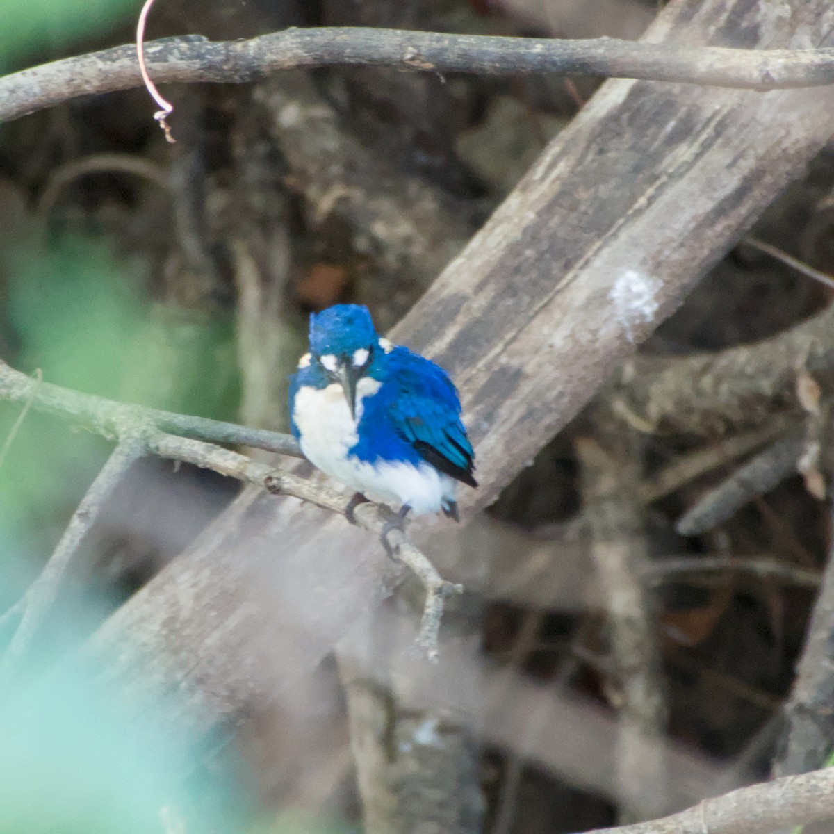 Little Kingfisher - ML643698339