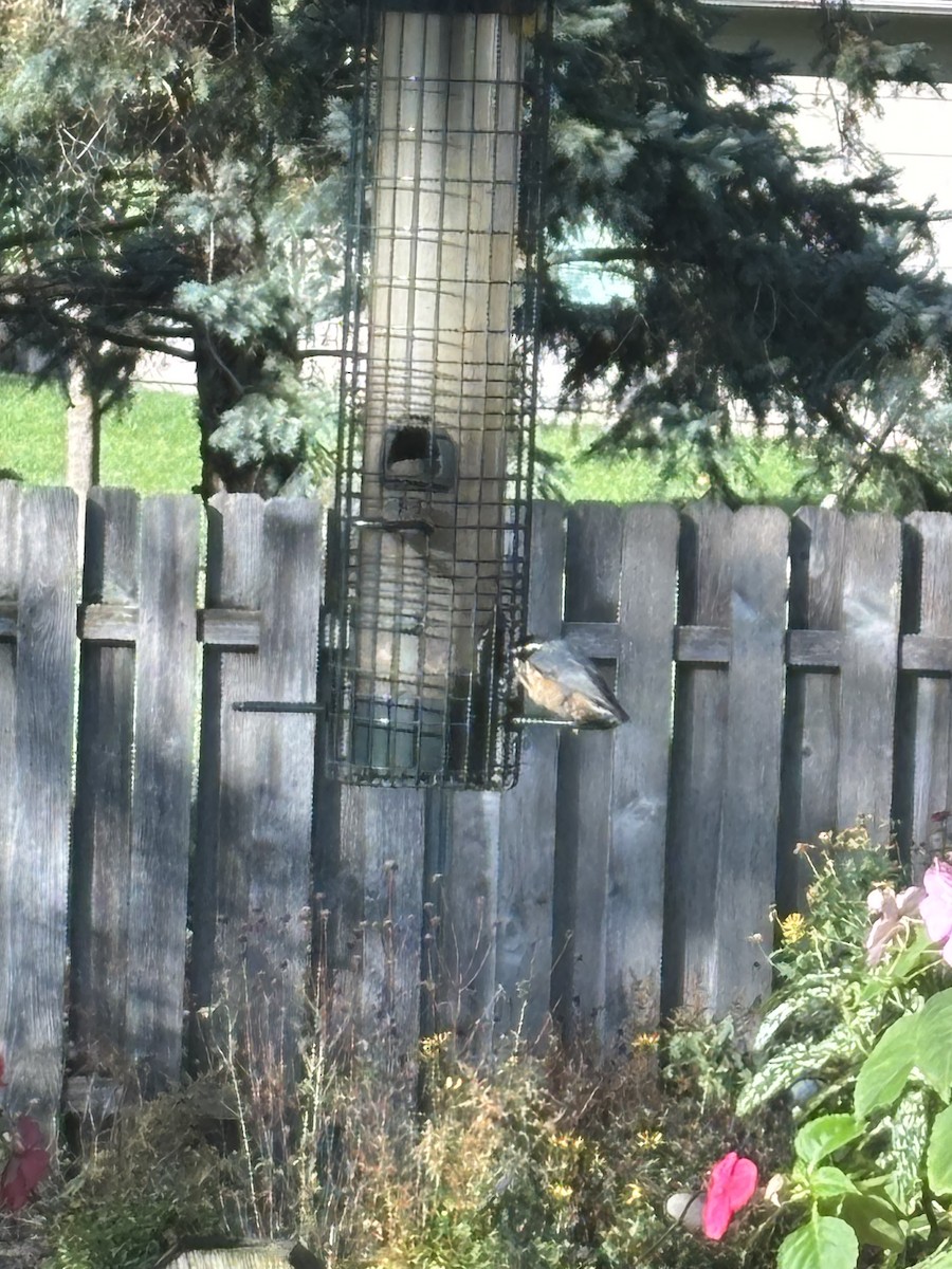 Red-breasted Nuthatch - ML643698340