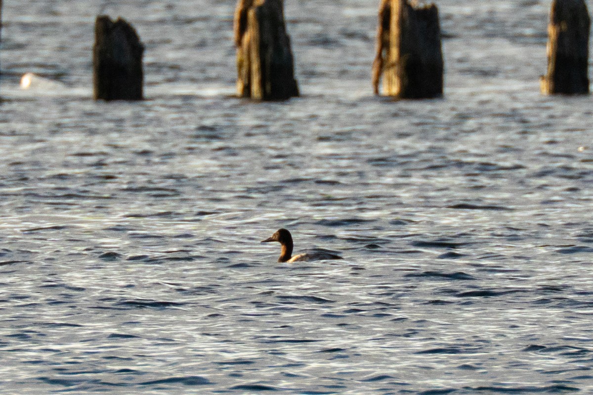Canvasback - ML643698343