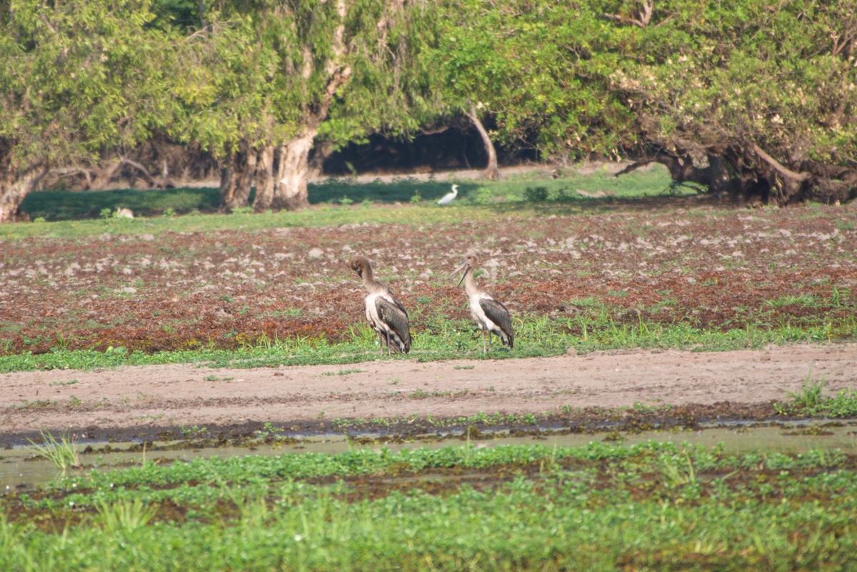 Black-necked Stork - ML643698345