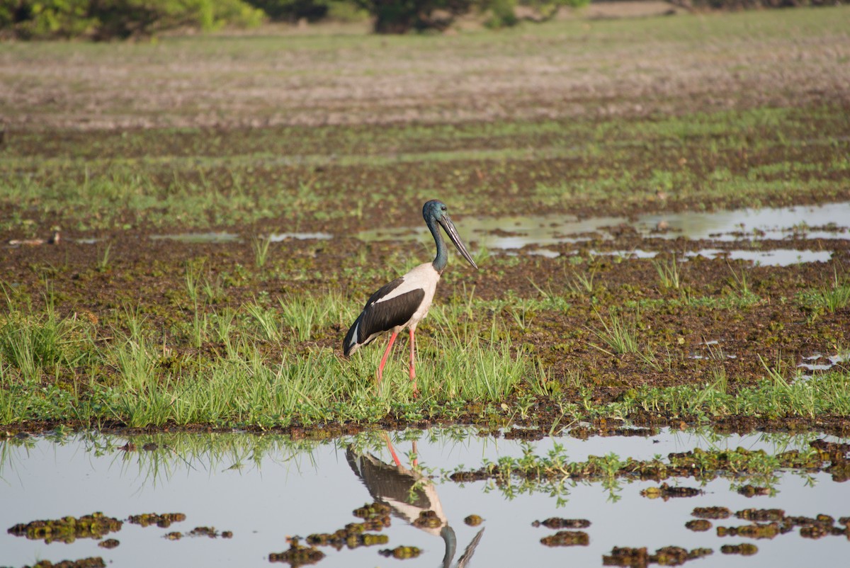 Black-necked Stork - ML643698346