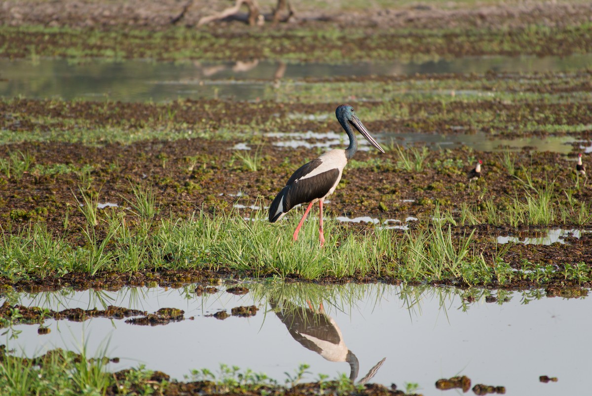 Black-necked Stork - ML643698347