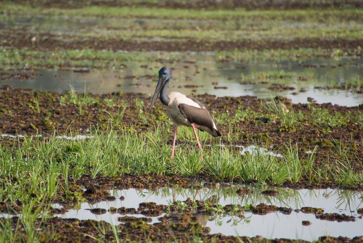 Black-necked Stork - ML643698349